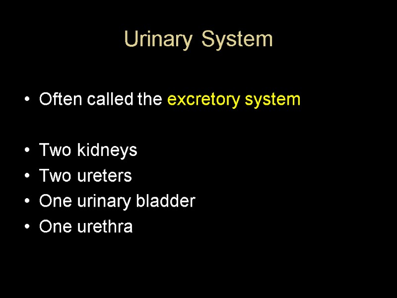 Urinary System Often called the excretory system  Two kidneys Two ureters One urinary